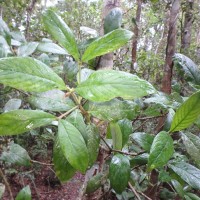 Psychotria dubia var. dubia (Wight) Alston